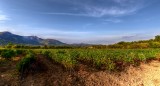 domaine-maestracci-15-claudecruells-copier-63705