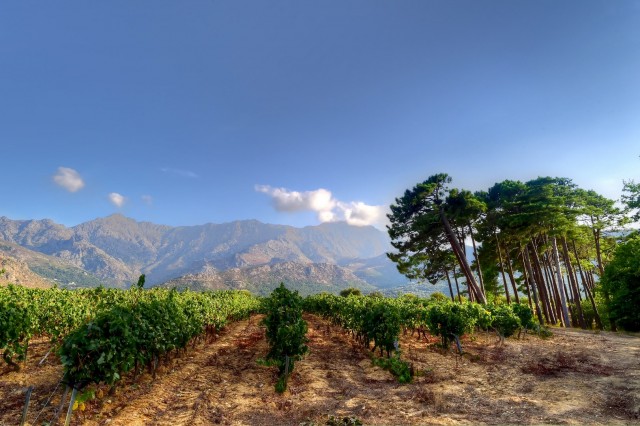 domaine-maestracci-3-claudecruells-copier-63702
