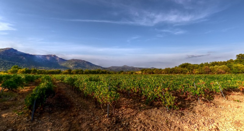 domaine-maestracci-15-claudecruells-copier-63705