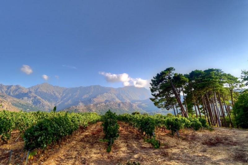 domaine-maestracci-3-claudecruells-copier-63702